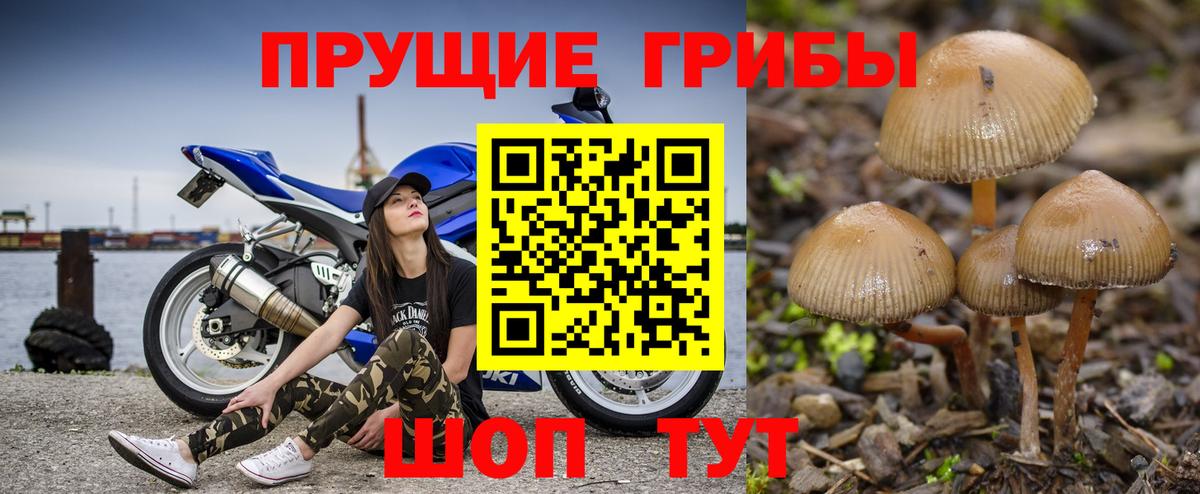 Галлюциногенные грибы прущие грибы Тавда